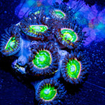 Tinker Bells Zoanthid - riptide aquaculture llc