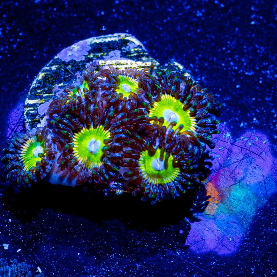 Tinker Bells Zoanthid - riptide aquaculture llc