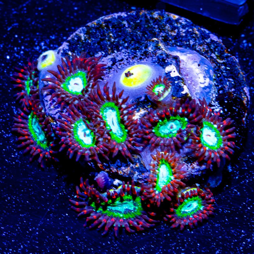 WWC Viridian Zoanthid - riptide aquaculture llc