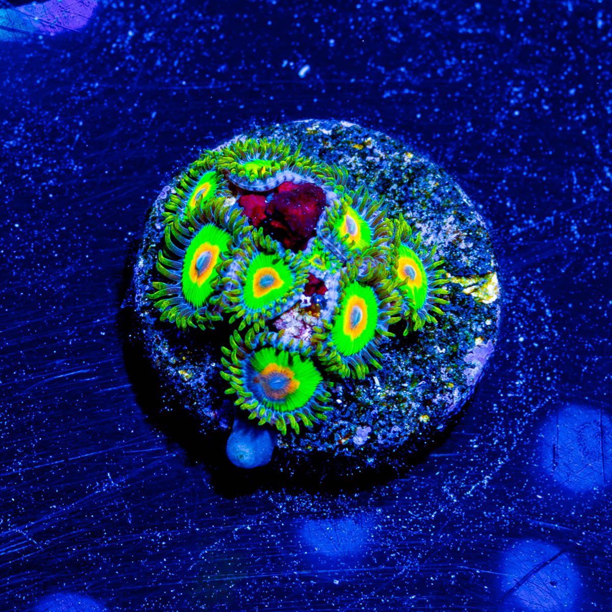 Rasta Zoanthid - riptide aquaculture llc