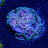 Space Jam zoanthid - riptide aquaculture llc