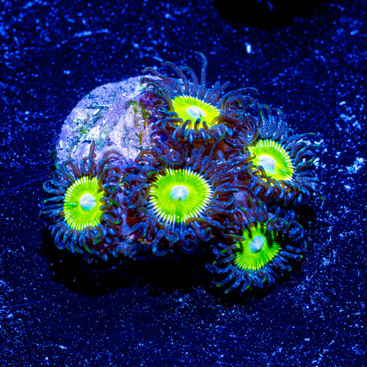 Tinker Bells Zoanthid - riptide aquaculture llc