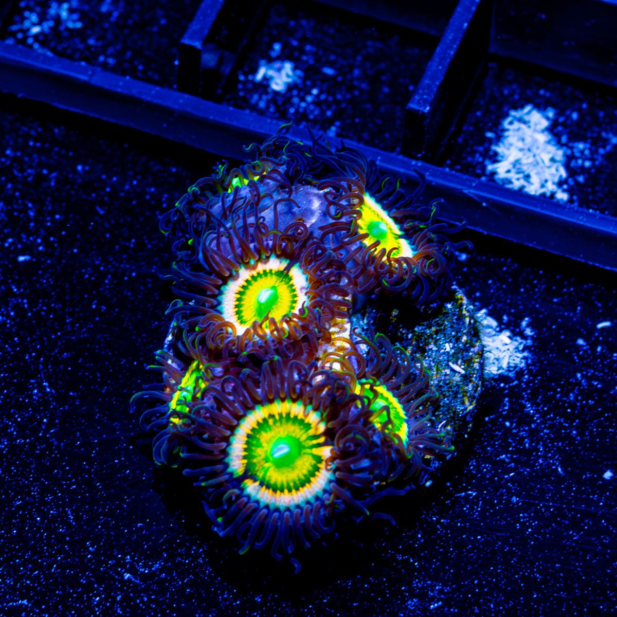 Citrus Cooler Zoanthid - riptide aquaculture llc