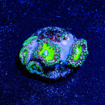 Candy Apple Green Zoanthid - riptide aquaculture llc