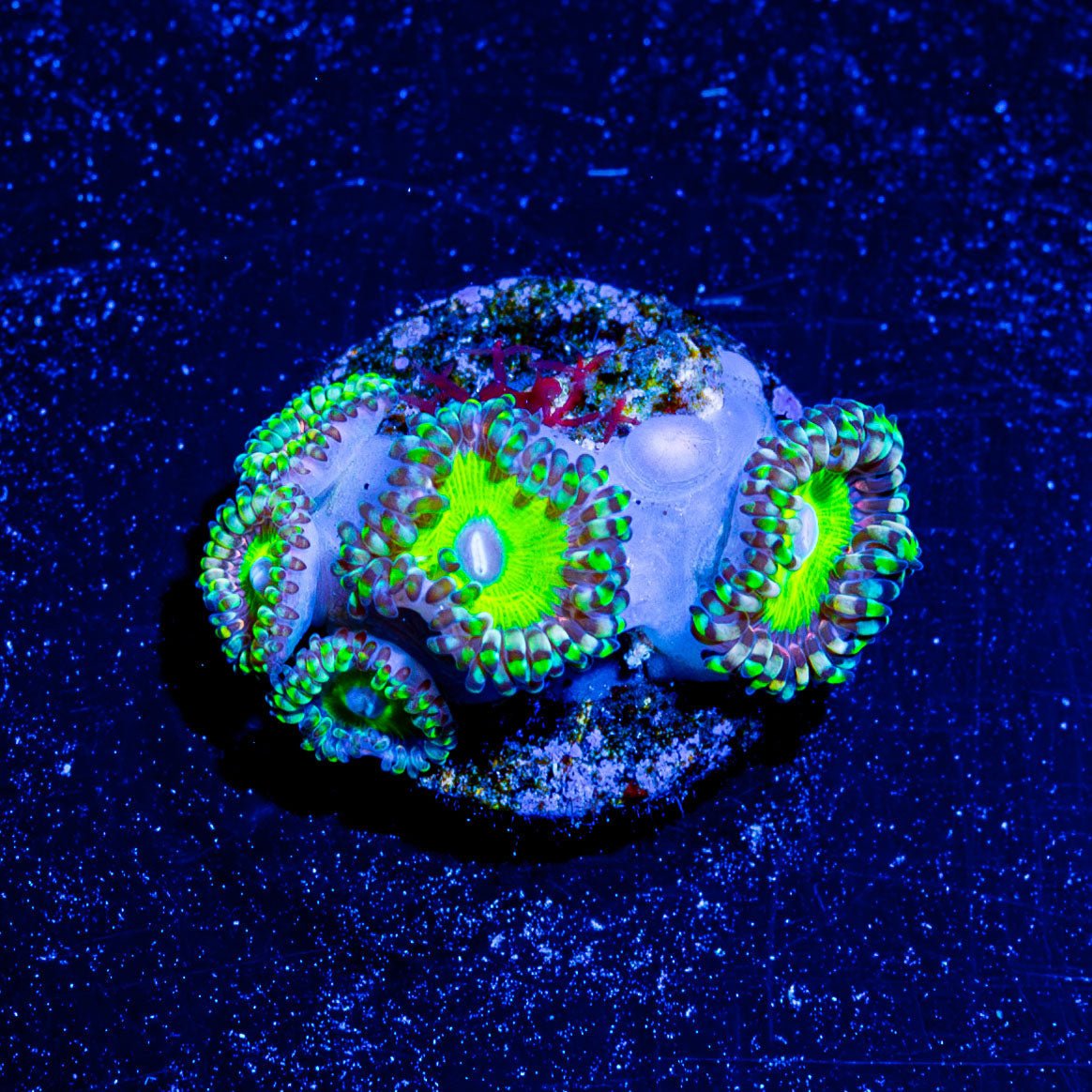 Candy Apple Green Zoanthid - riptide aquaculture llc