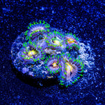 Nirvana Zoanthid - riptide aquaculture llc