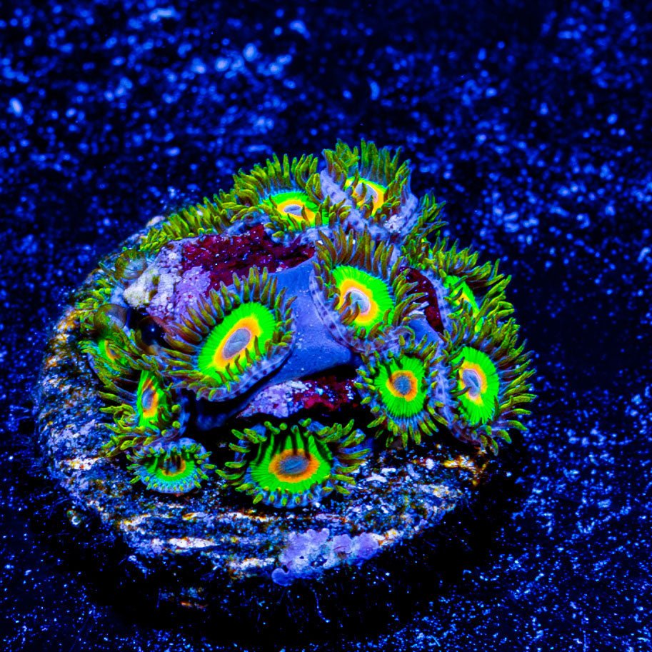 Rasta Zoanthid - riptide aquaculture llc