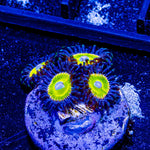 Bombshells Zoanthid - riptide aquaculture llc