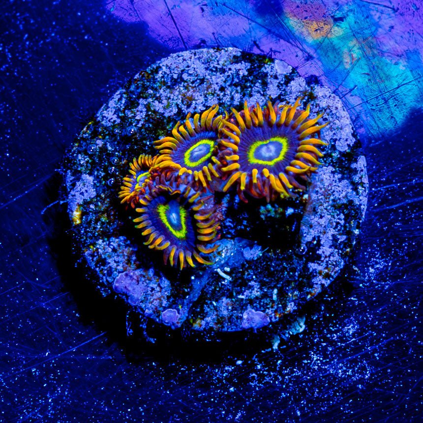 Rainbow Hornet Zoanthid - riptide aquaculture llc