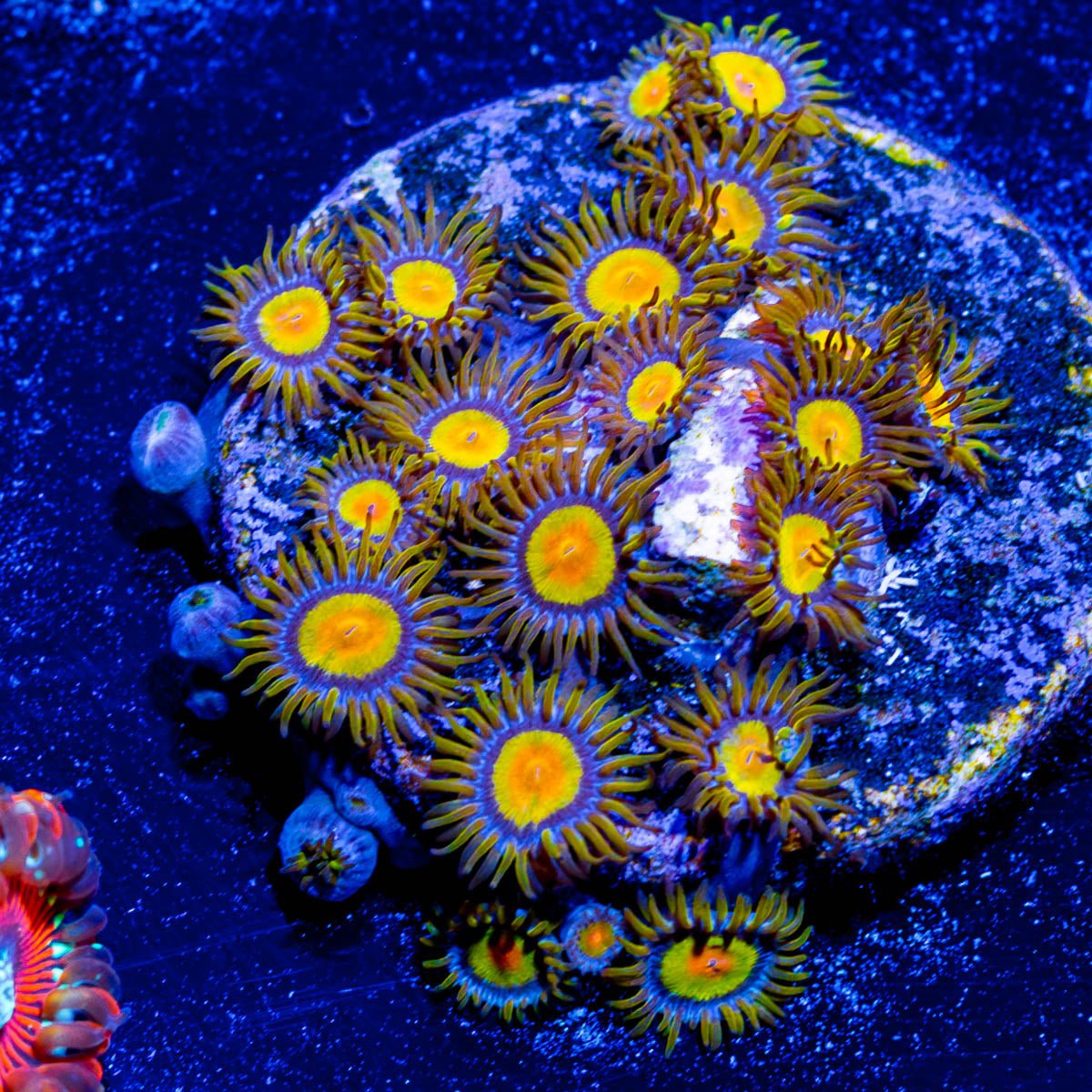 Tutti Frutti Zoanthid - riptide aquaculture llc