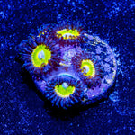 Tinker Bells Zoanthid - riptide aquaculture llc