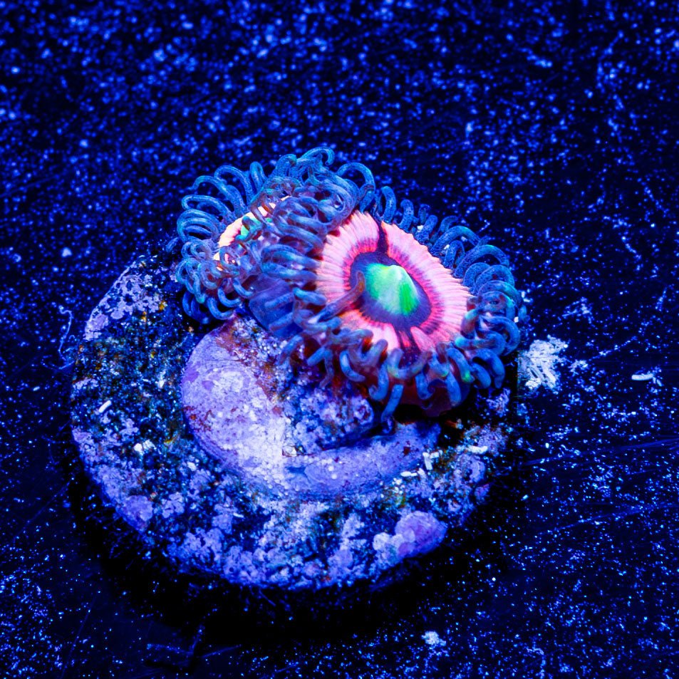 Daisy Dukes Zoanthid - riptide aquaculture llc