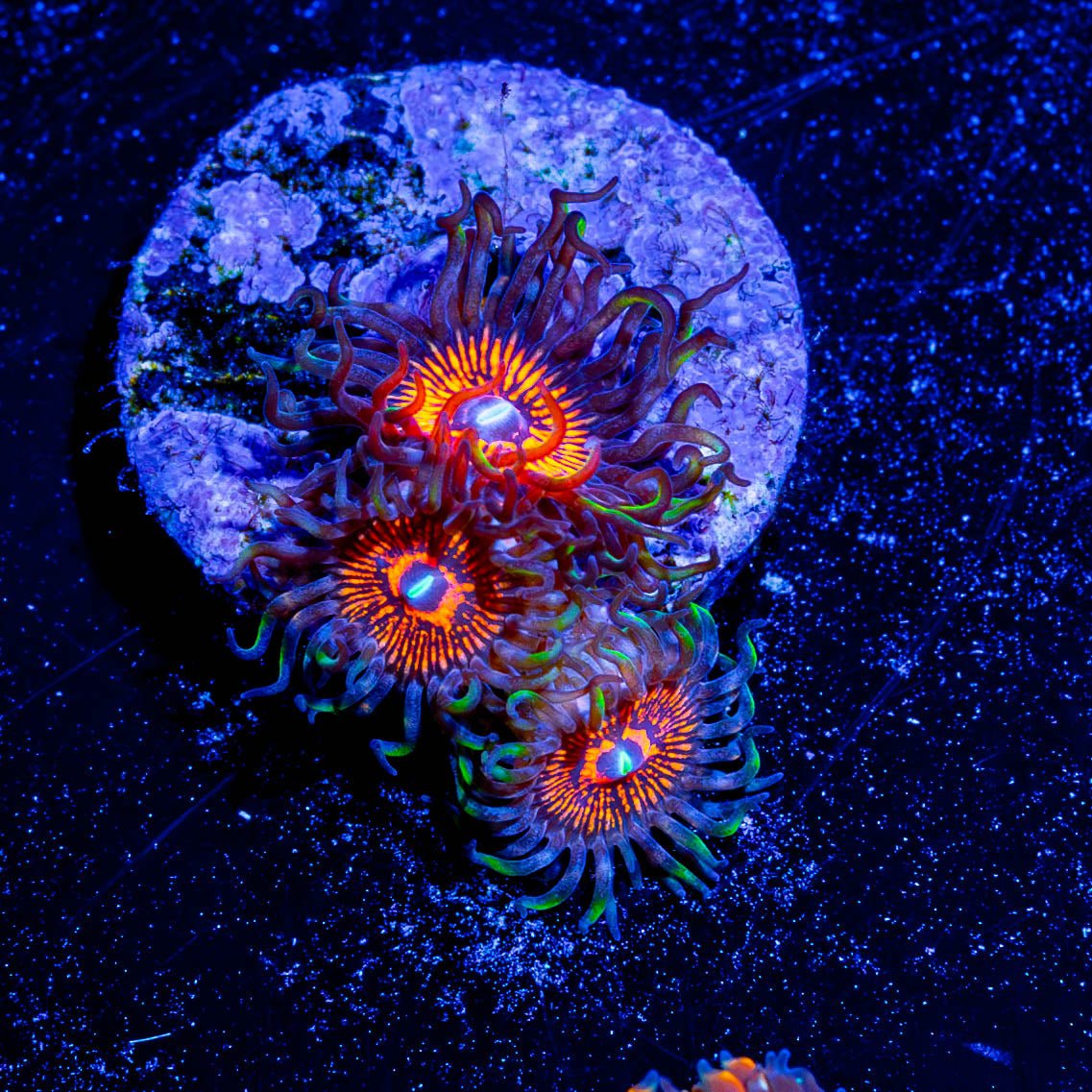 Aztec Warrior Zoanthid - riptide aquaculture llc