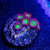 Emeralds on Fire Zoanthid - riptide aquaculture llc