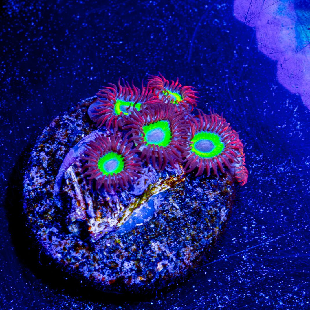 Emeralds on Fire Zoanthid - riptide aquaculture llc