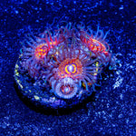 Aztec Warrior Zoanthid - riptide aquaculture llc