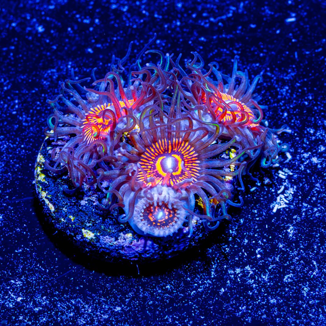 Aztec Warrior Zoanthid - riptide aquaculture llc