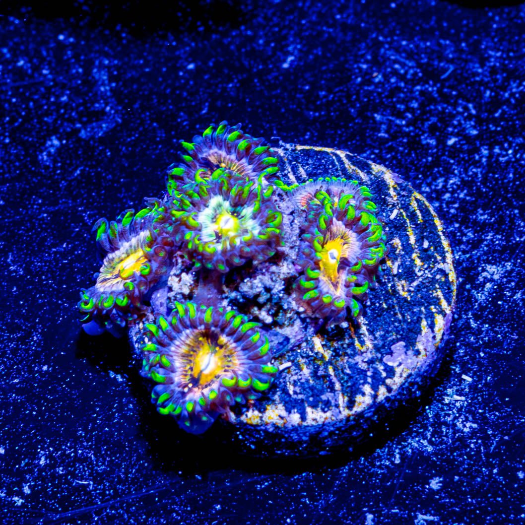 Nirvana Zoanthid - riptide aquaculture llc