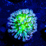 Neon Green Toadstool - riptide aquaculture llc