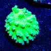 Neon Green Cabbage Leather - riptide aquaculture llc