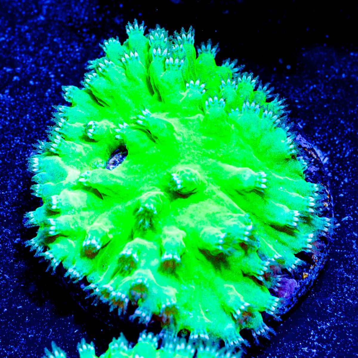 Neon Green Cabbage Leather - riptide aquaculture llc