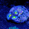 AOI Zoanthid - riptide aquaculture llc