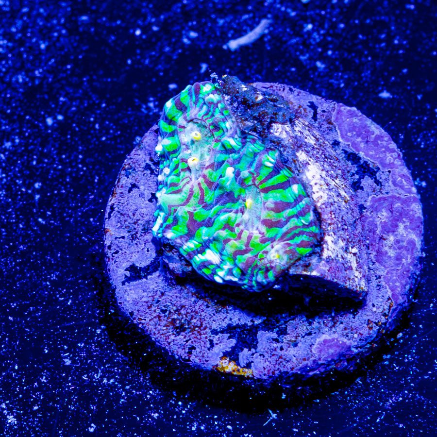 Convict Chalice - riptide aquaculture llc