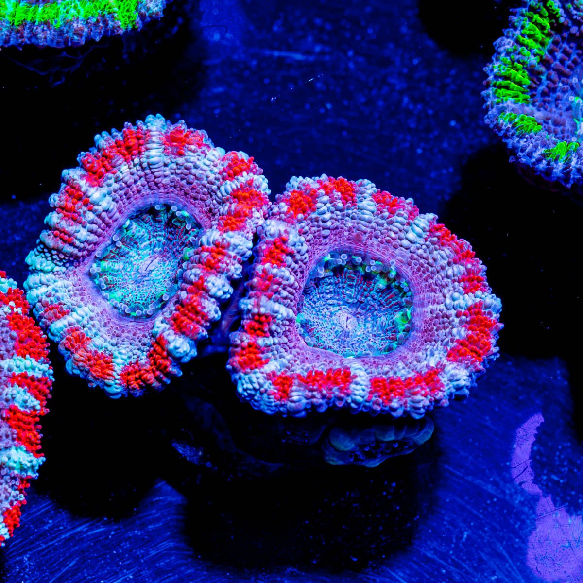 Red Micromussa Acan - riptide aquaculture llc