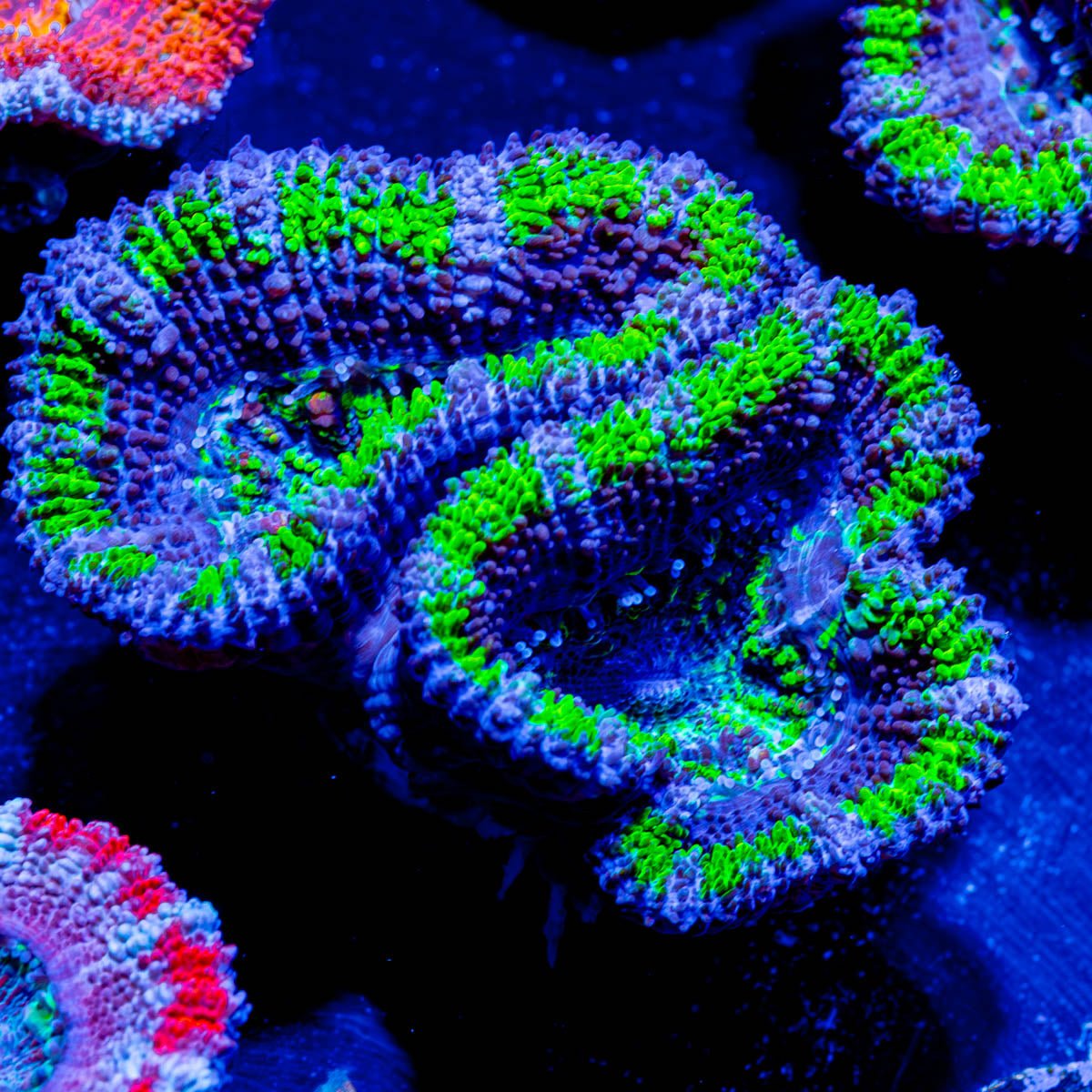 Mean Green Acan Micromussa - riptide aquaculture llc