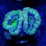 Mean Green Acan Micromussa - riptide aquaculture llc