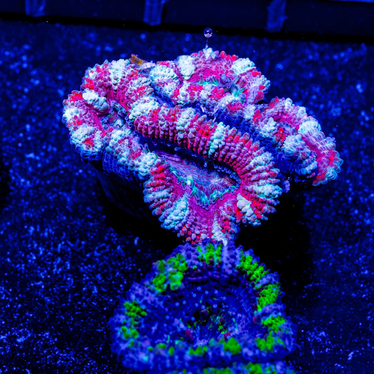 Pink Pinwheel Acan Micromussa - riptide aquaculture llc