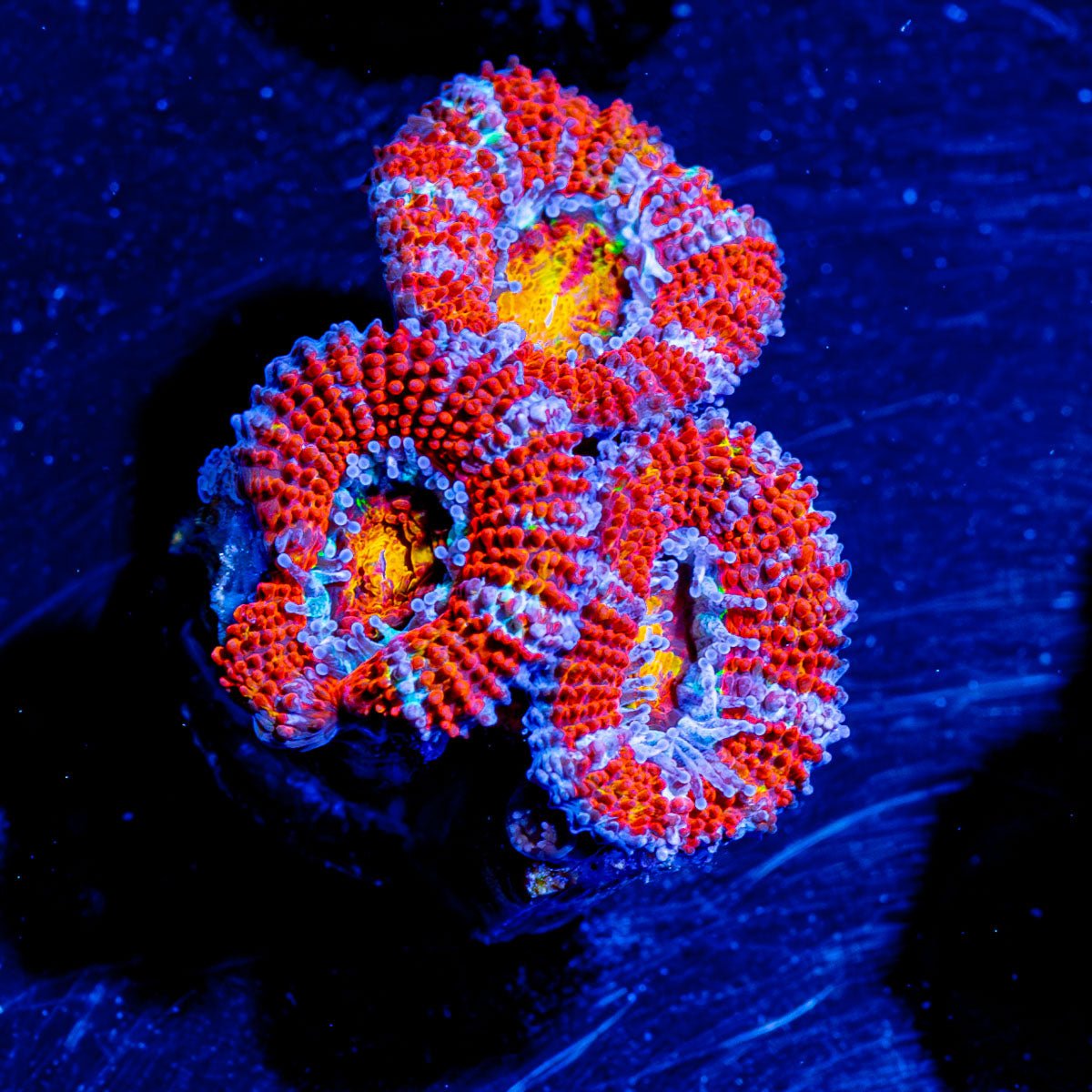 Red Orange Micromussa Acan - riptide aquaculture llc