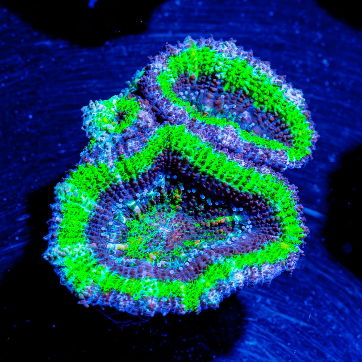 Mean Green Acan Micromussa - riptide aquaculture llc