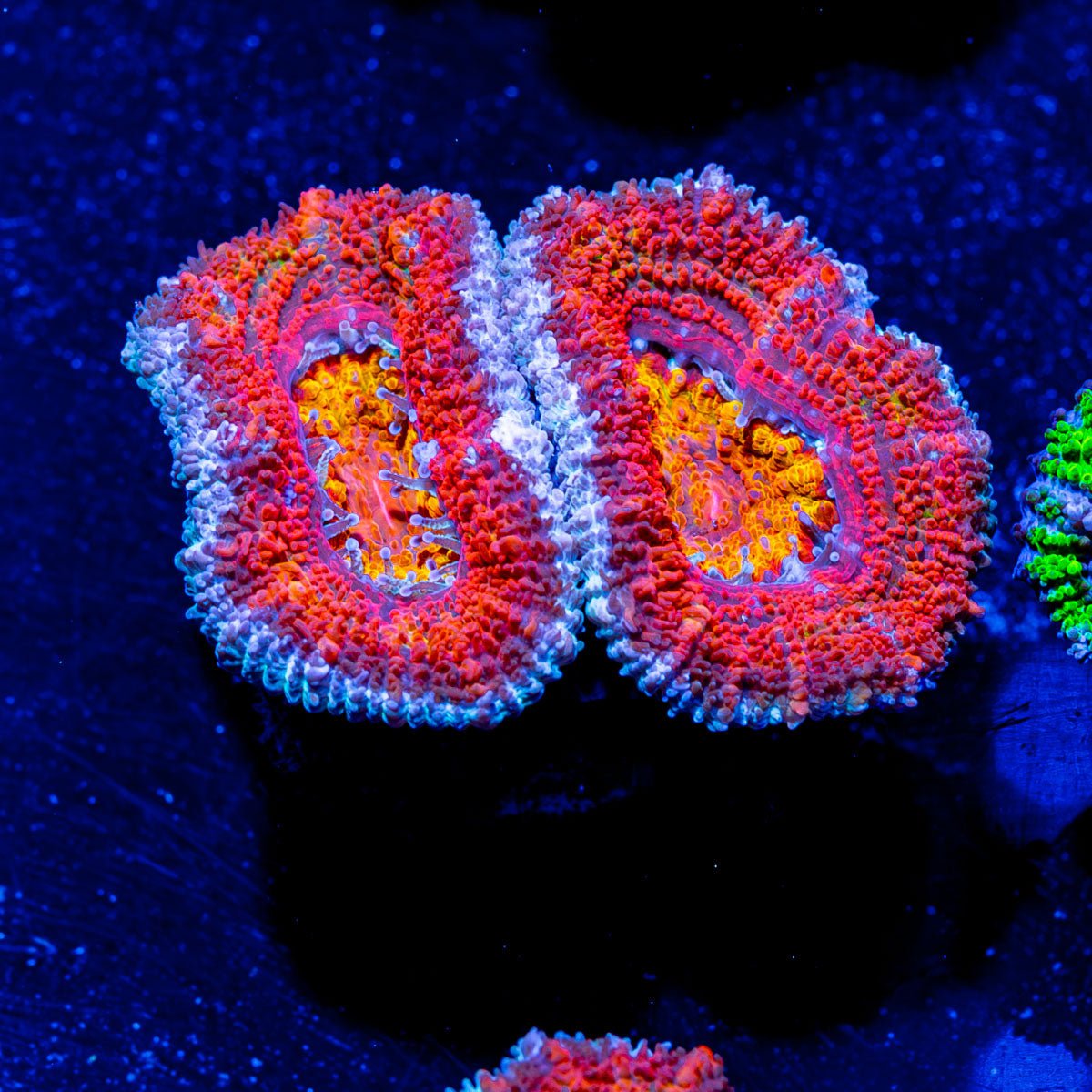 Red Orange Micromussa Acan - riptide aquaculture llc