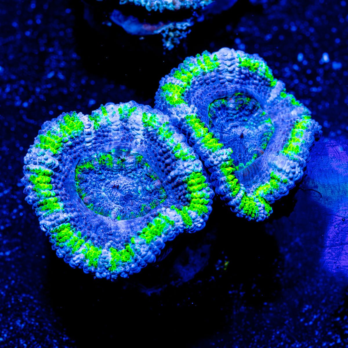 Mean Green Acan Micromussa - riptide aquaculture llc