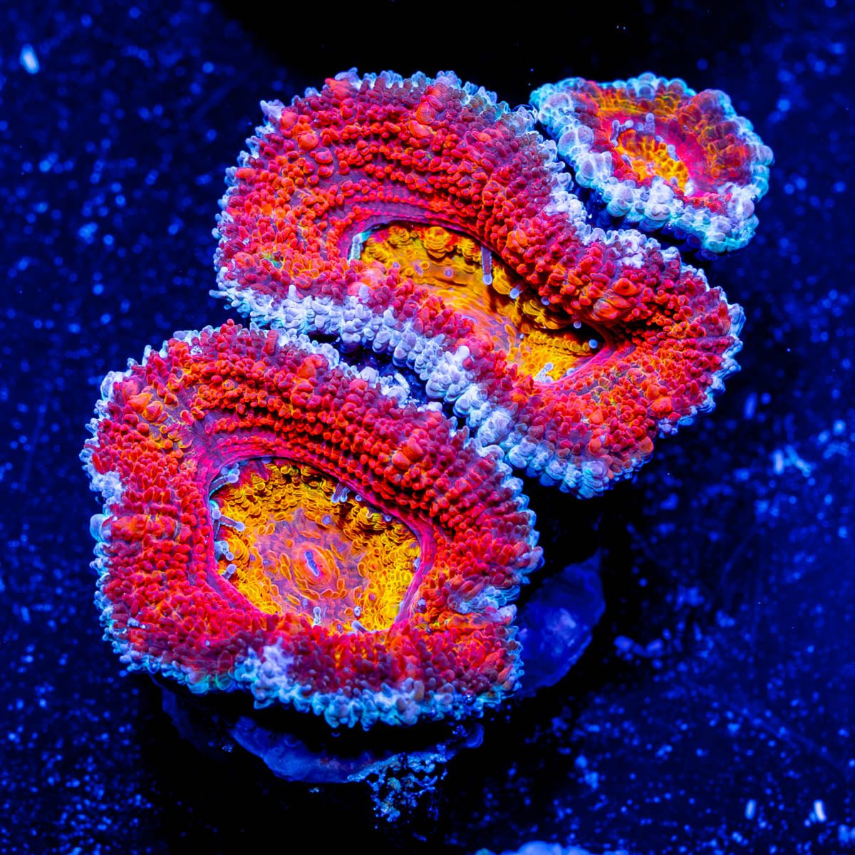 Red Orange Micromussa Acan - riptide aquaculture llc