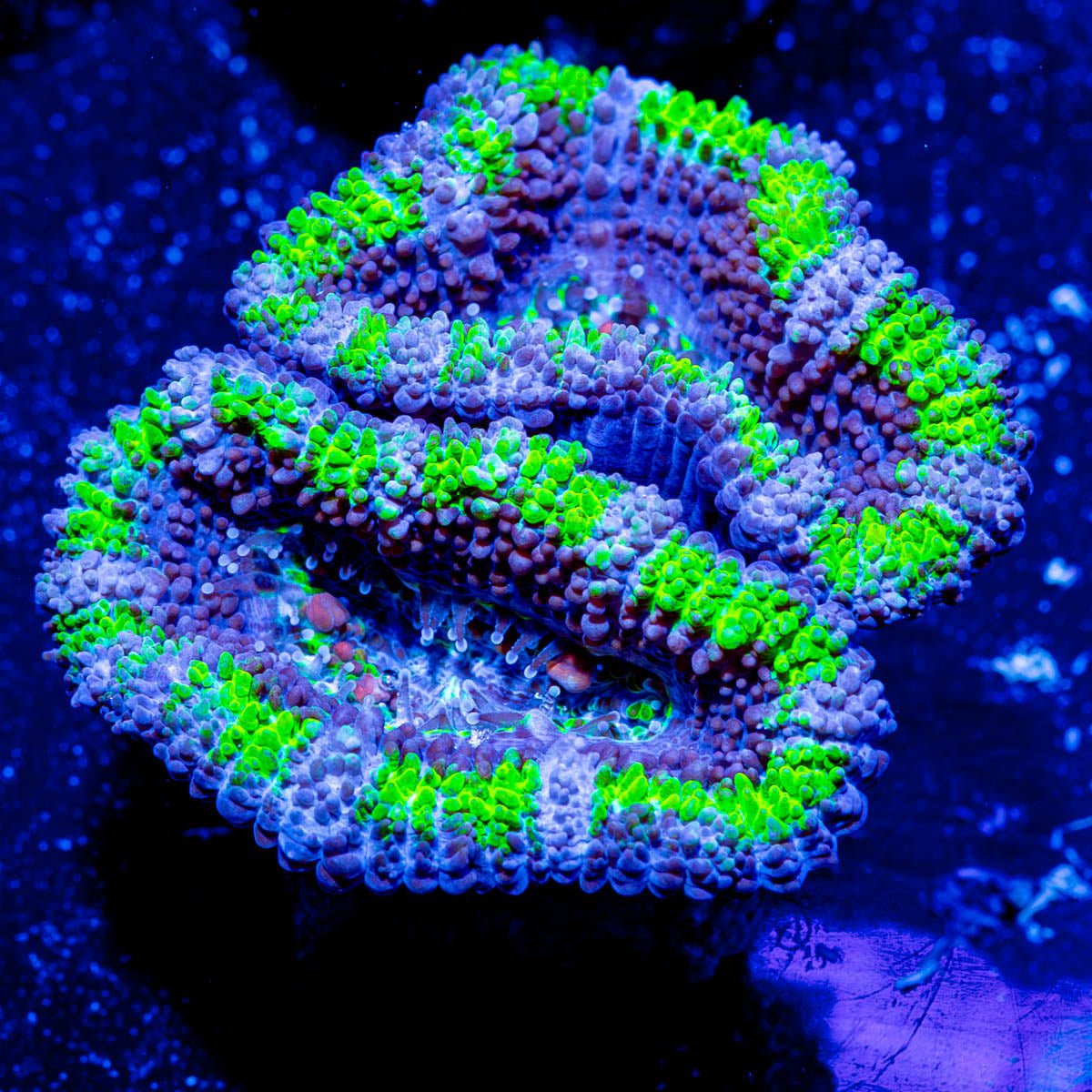 Green Acan Micromussa - riptide aquaculture llc