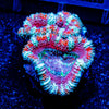 Pink Pinwheel Acan Micromussa - riptide aquaculture llc