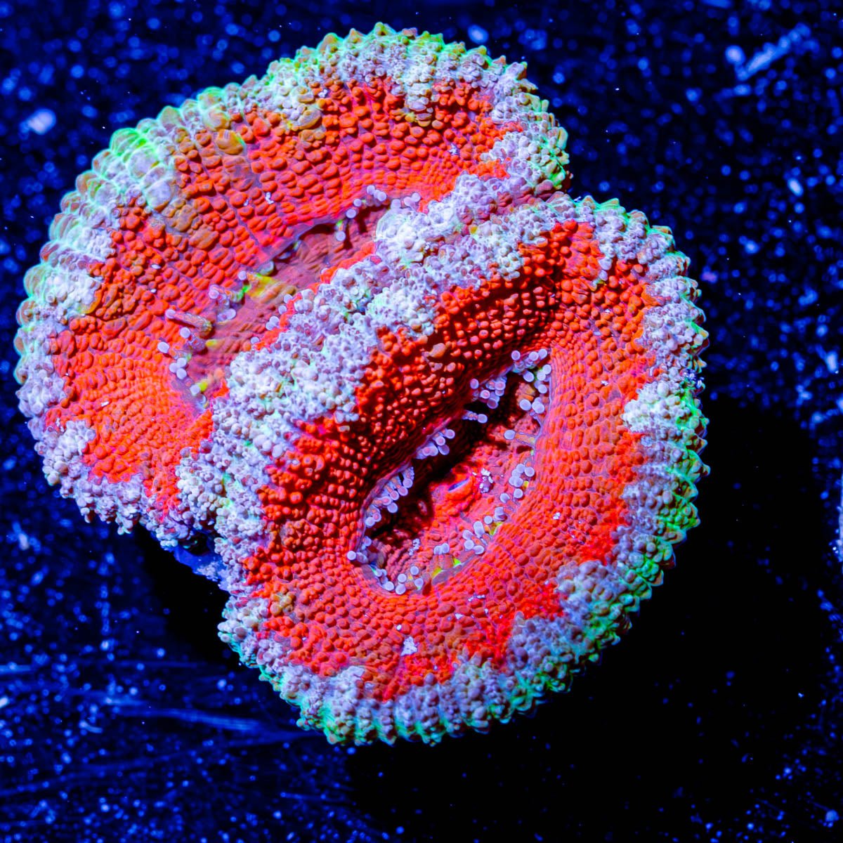 Red Micromussa Acan - riptide aquaculture llc