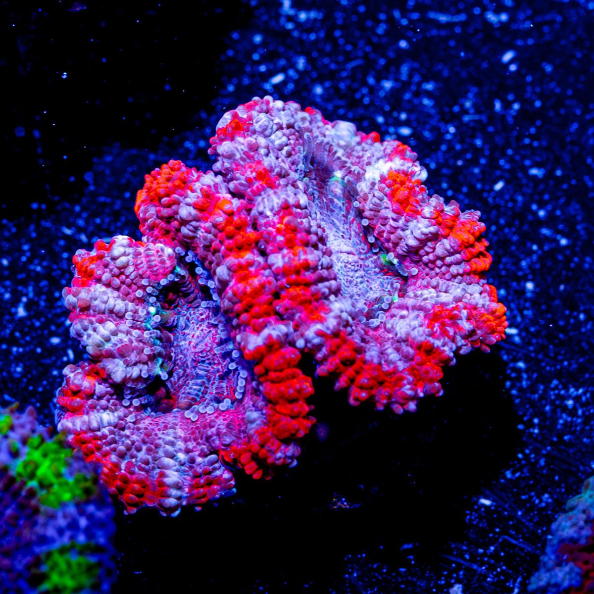 Red pink Acan Micromussa - riptide aquaculture llc