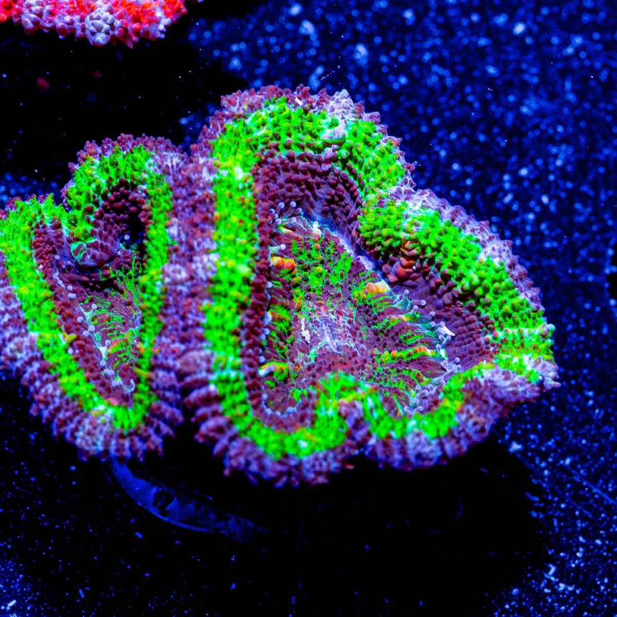 Mean Green Acan Micromussa - riptide aquaculture llc