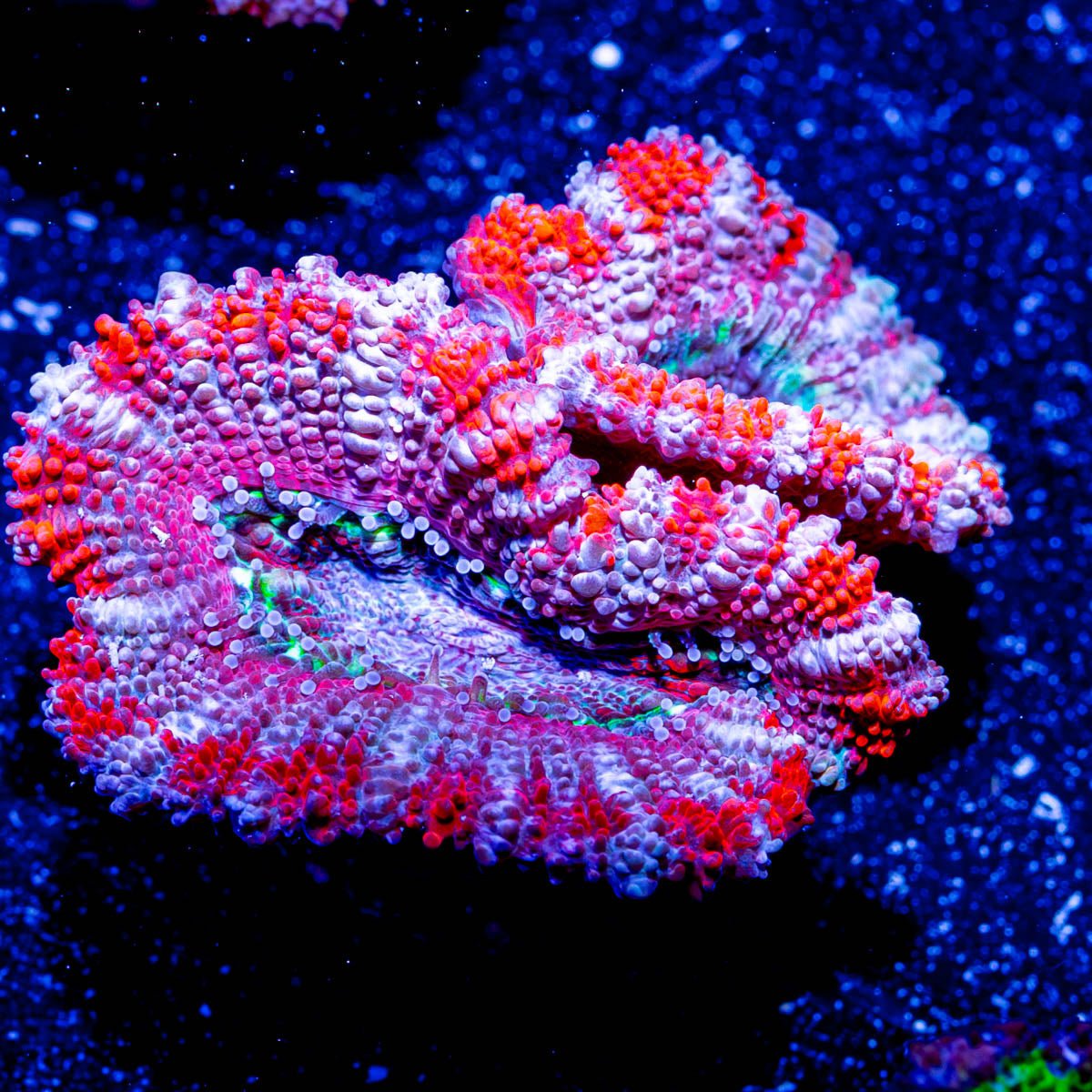 Red pink Acan Micromussa - riptide aquaculture llc