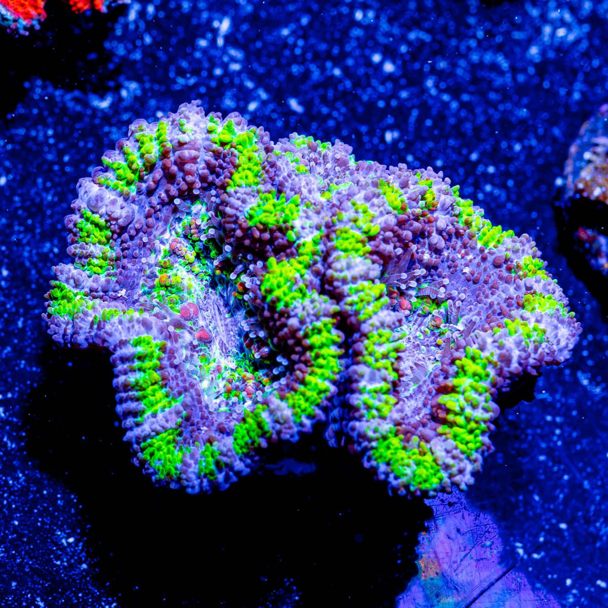 Mean Green Acan Micromussa - riptide aquaculture llc