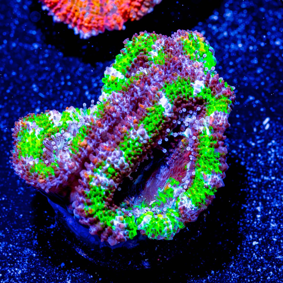 Green Acan Micromussa - riptide aquaculture llc