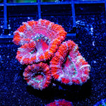 Red pink Acan Micromussa - riptide aquaculture llc