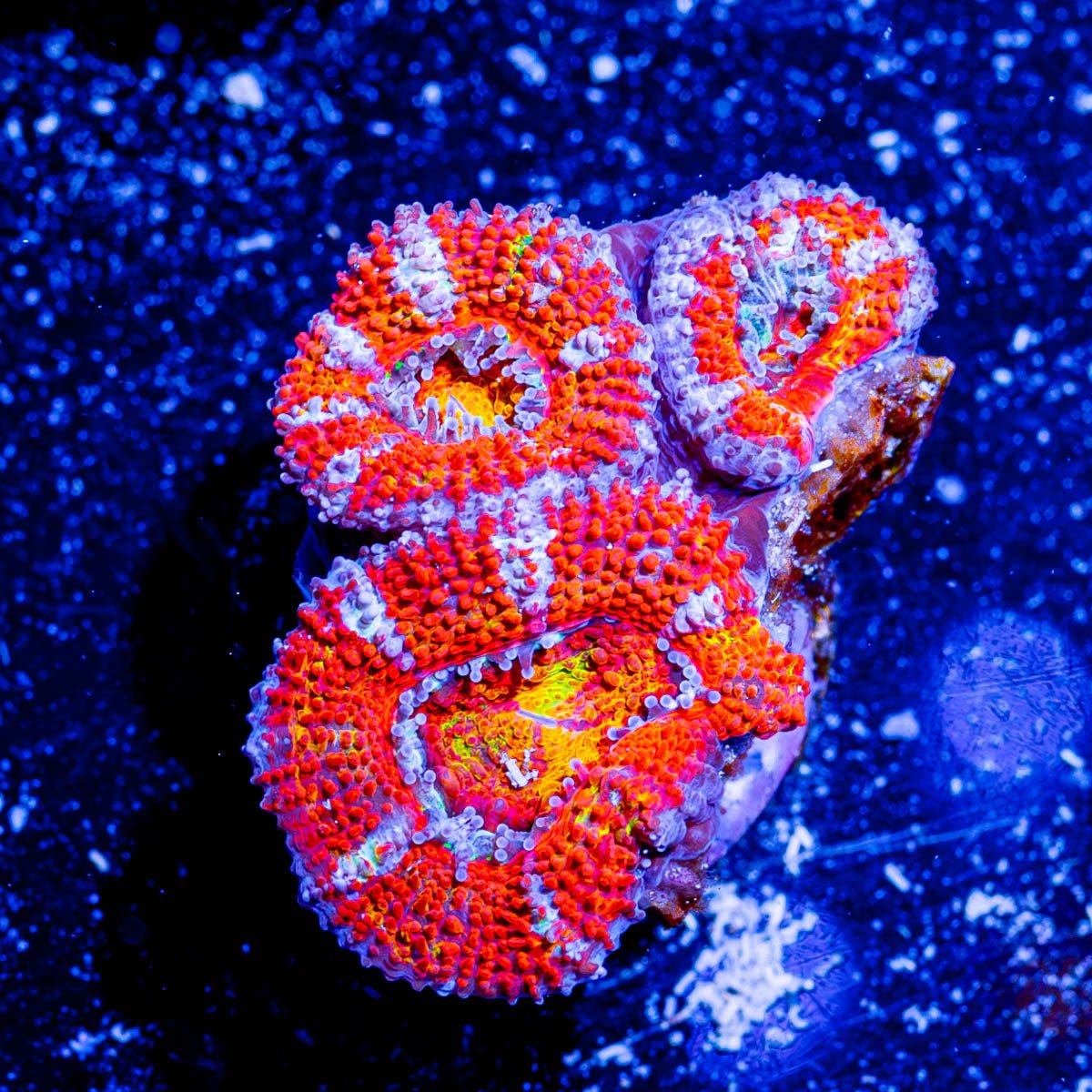 Red Orange Micromussa Acan - riptide aquaculture llc