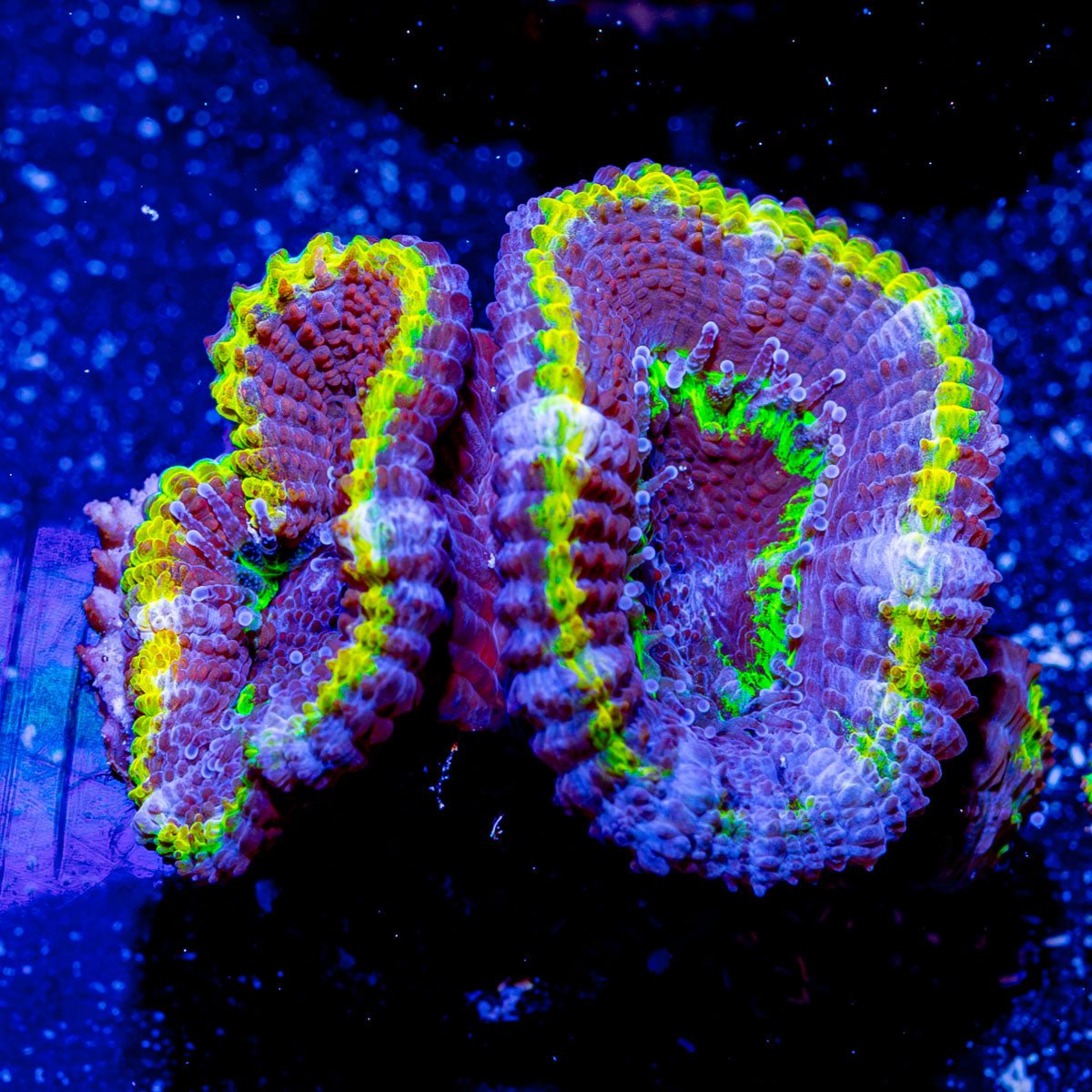 Yellow Ring Acan Micromussa - riptide aquaculture llc