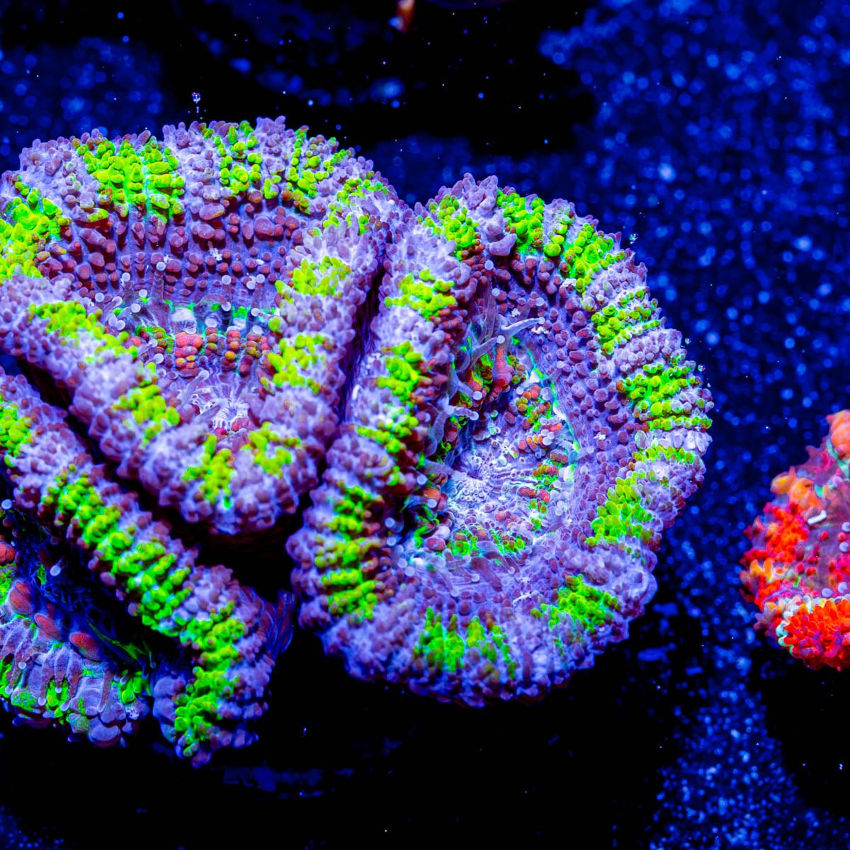 Green Acan Micromussa - riptide aquaculture llc