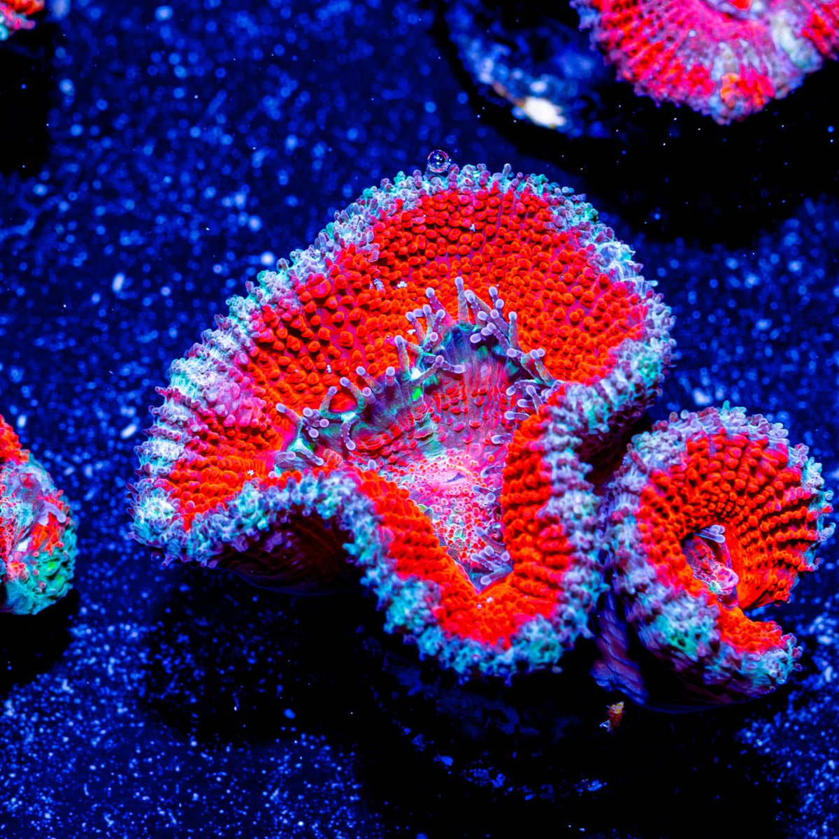 Red Micromussa Acan - riptide aquaculture llc