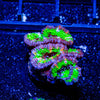 Green Acan Micromussa - riptide aquaculture llc